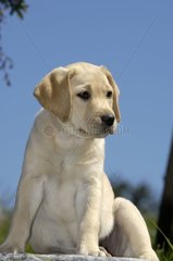 Young Labrador pup three month old sitted
