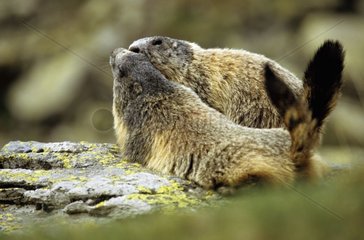 Ein paar alpine Marmots Mercantour NP Frankreich