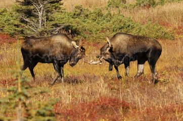 Friendly fight between two youngs Elks Denali NP Alaska