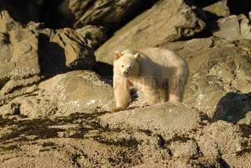 Spirit bear looking for shells on rocks Canada