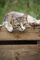 Portrait of a Cat lying on a wooden box