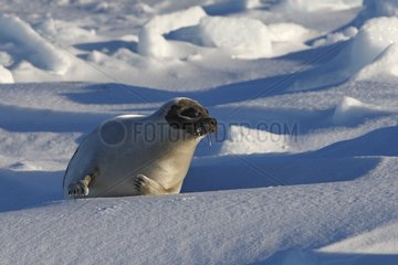 Harp seal female on Ice Madeleine Islands Quebec Canada