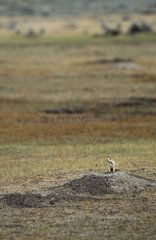 Prairie Dog out of burrow Grasslands National Park