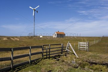 Windmill in a sheep pasture Falkland Islands
