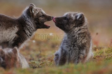 Scene of domination between two arctic fox cubs Canada