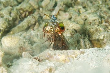 Mantis shrimp digging a hole Lembeh Indonesia