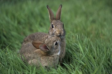 European Rabbit and young in grass Picardie France