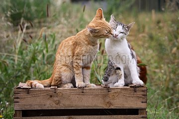 Ein Moment der Zärtlichkeit zwischen Katzen saß auf einer Holzkiste