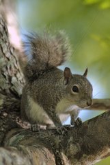Eastern Gray Squirrel on a branch Florida USA