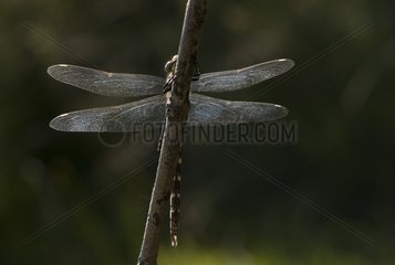 Azur hawker on a twig