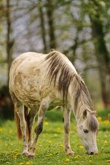 Pregnant Pony welsh mare Shetland