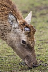 Portrait of a Red Deer after the loss of its wood Switzerland