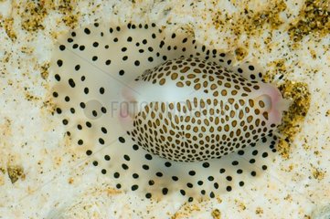 Egg Cowry in the South Pacific New Caledonia