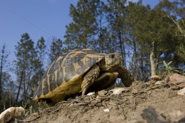 Hermann's Tortoise in the mountain range Maures Var