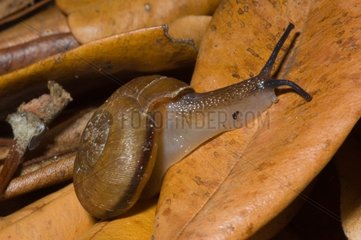 Snail on a leaf Ile des Pins New Caledonia