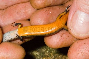 Abodmen of a common litter skink in New Caledonia