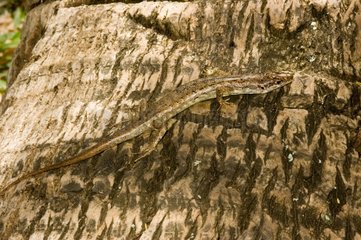 Green-bellied Tree Skink on a trunk at Noumea New Caledonia