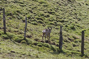 European Roe Deer from a barbed wire fence Switzerland