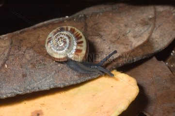Snail on a leaf Mont Koghi New Caledonia