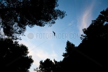 Schreibers' long fingered bat flying at twilight in France