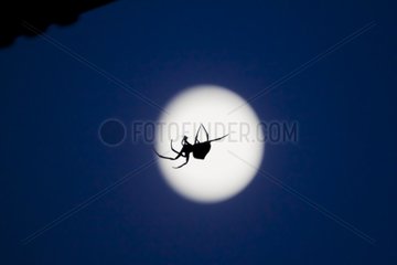 Weaver spider on moon background France