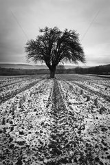 Tree in a field under snow in winter Luberon France
