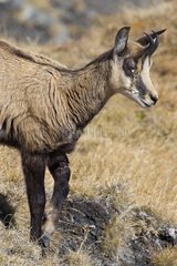Young Chamois sick and wounded in the Swiss Jura