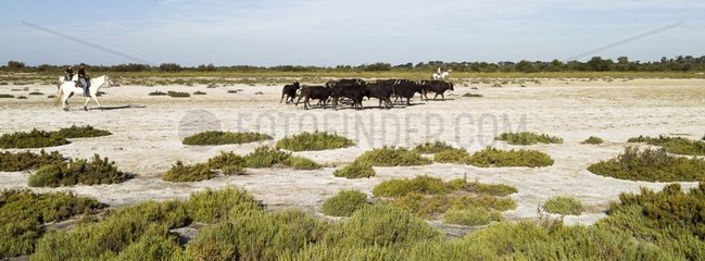 Sorting of bulls with Camargue horses in Camargue France
