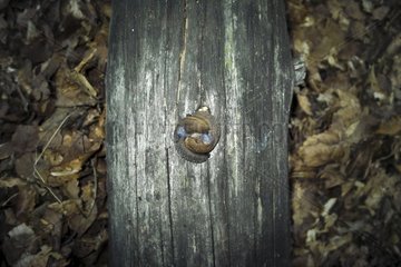 Mating of slugs France