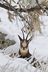 Chamois in the frost in the Italian Alps