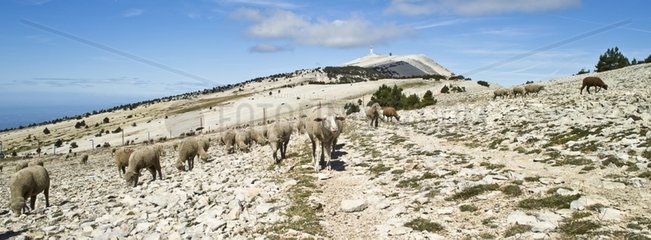 Herd of sheeps on the ridge of Mont Ventoux France