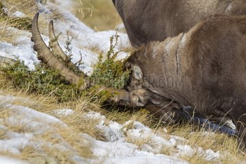 Young Alpine Ibex now slowing its smell