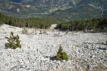 Avalanche on the northern slopes of Mont Ventoux France