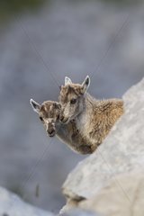 Young ibex of the Alps in Switzerland