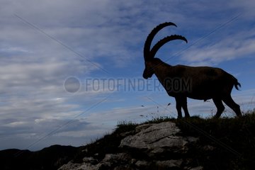 Male ibex in Switzerland
