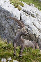 Alpine ibex male in the Swiss Alps