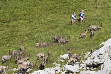 Alpine ibex and hikers in the Swiss Alps