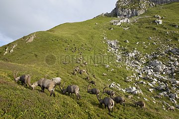 Herd of Alpine ibex in the Swiss Alps