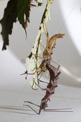 Spiny Stick Insect moulting