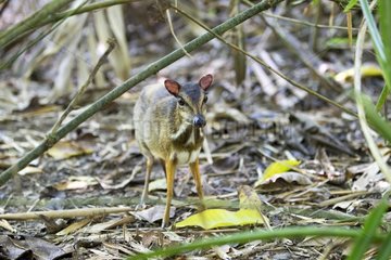 Lesser mouse deer undergrowth - Kinabalu Sabah Malaysia