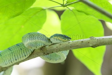 WagLer's pit viper on a branch - Bako Borneo Malaysia
