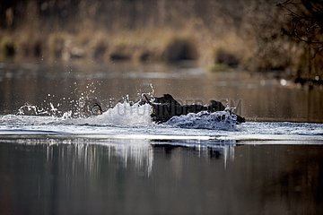 Wild Boar swimming through an oxbow - Rhine Forest France