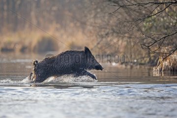Wild Boar through an oxbow of Rhine Forest -France