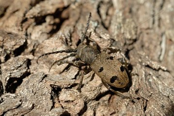 Dusky Morimus Beetle female on bark - Corsica France