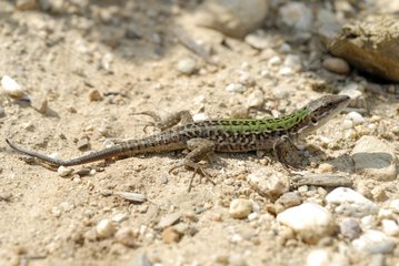 Italian wall Lizard on ground - Corsica France