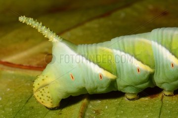 Tobacco Hornworm on leaf - New Caledonia