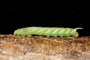 Tobacco Hornworm on branch - New Caledonia