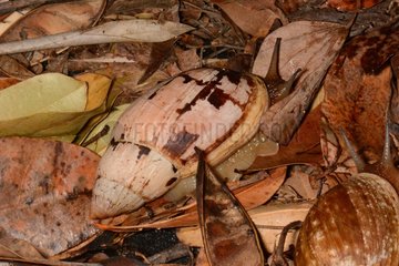 Land snail - Isle of Pines New Caledonia