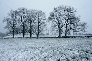Silhouetten von Bäumen im Schneeplateau von Aubrac