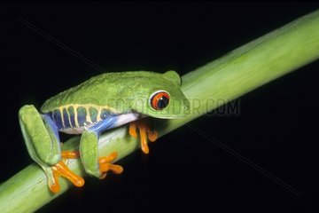 Red-eyed Treefrog on a stem Costa Rica